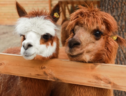 Парк Альпак «Симба» на Воробьевых горах